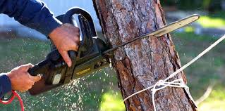 Professional Tree Services in Larch Way, WA